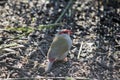 The red browed finch is looking for food