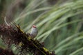 Red-browed Finch (Neochmia temporalis) Royalty Free Stock Photo