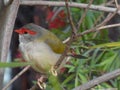 Red Browed Finch Royalty Free Stock Photo