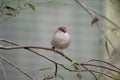 the red browed finch is perched on a bush