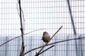 the red browed finch is perched on a twig