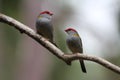 Red Browed Finch in Tree Royalty Free Stock Photo