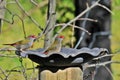 Red Browed Finches Royalty Free Stock Photo
