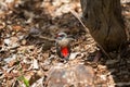 Red-browed firetail finch, Australia. Royalty Free Stock Photo