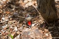 Red-browed firetail finch, Australia.