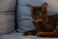 Red-brown Abyssinian cat lies on the sofa, looks away. Royalty Free Stock Photo