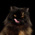 Red with Brown Adult Persian Cat on Black Background Royalty Free Stock Photo