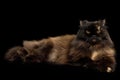 Red with Brown Adult Persian Cat on Black Background Royalty Free Stock Photo