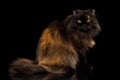 Red with Brown Adult Persian Cat on Black Background Royalty Free Stock Photo