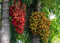 Red and brown Areca nut palm, Betel Nuts, Betel palm Areca catechu hanging on its tree Royalty Free Stock Photo