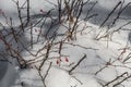 A red and brown barberry bush with red leaves and spines and white snow in a garden in winter