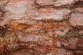 Red-brown bark of a pine tree close-up Royalty Free Stock Photo