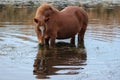 Red brown bay wild horse stallion reflecting in the Salt River near Phoenix Arizona USA Royalty Free Stock Photo