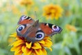 Red-brown butterfly, Aglais io or peacock eye, Royalty Free Stock Photo