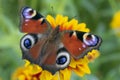 Red-brown butterfly, Aglais io or peacock eye, Royalty Free Stock Photo