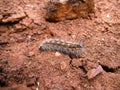 Red and brown caterpillar with white spikes on sand ground in Swaziland