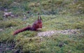 Red brown chipmunk eating nuts Royalty Free Stock Photo