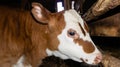 A red-brown cow is standing in a stall. Dairy farm of the livestock industry. Agricultural industry. Livestock. Royalty Free Stock Photo