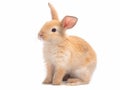 Red-brown cute baby rabbit isolated on white background.