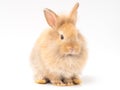 Red-brown cute baby rabbit sitting isolated on white background. Royalty Free Stock Photo