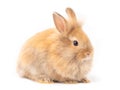 Red-brown cute fluffy rabbit isolated on white background. Royalty Free Stock Photo