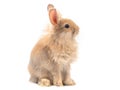 Red-brown cute rabbit sitting isolated on white background. Royalty Free Stock Photo