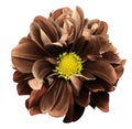 Red-brown dahlia. Flower on a white isolated background with clipping path. For design. Closeup. Royalty Free Stock Photo