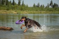 Red brown doberman dog with puller running in the lake Royalty Free Stock Photo