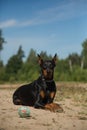 Red brown doberman dog running with puller Royalty Free Stock Photo