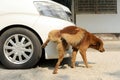 red brown dog urinating on front of white car Royalty Free Stock Photo