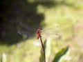 Red brown dragonfly insect with thin transparent wings on dry flower head side top view
