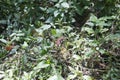 Red Brown Dragonfly Perch On Scrub Twigs Among Green Leaves