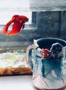 handmade cup and fish Royalty Free Stock Photo