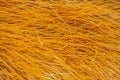 Red brown fur and hair from the squirrel Royalty Free Stock Photo