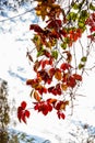 Red, brown, green autumn leaves on a branch at sky background. Royalty Free Stock Photo