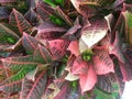 red, brown, green and white croton flowers blend into one beautiful unit