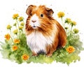 red-brown guinea pig sits on a field.