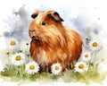 red-brown guinea pig sits on a field.