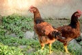 The red brown hen eating food and enjoyed in home field Royalty Free Stock Photo