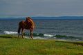 Red brown horse on green grass coast of blue lake baikal with waves, light sunset, mountains