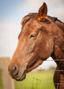 Red Brown Horse Portrait in a feild