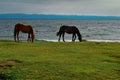 Red and brown horses graze on green grass coast of lake Baikal with waves, light sunset, blue mountains