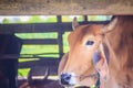 Red-Brown Hybrid American Brahman Cow Cattle, Head Shot. The American Brahman was the first beef cattle breed developed in the Un Royalty Free Stock Photo