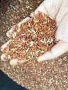 Red Brown Jasmine Rice in hand Royalty Free Stock Photo
