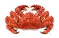 Red brown king crab 2 on white background Royalty Free Stock Photo