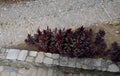 Red brown leaf and flower of amaranths on a flowerbed between a stone paved staircase in a historic town. view from the top, side Royalty Free Stock Photo