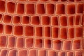 Red brown leather close up. Royalty Free Stock Photo