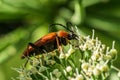 Red-brown longhorn beetle sitting on a giant cow parsley flower Royalty Free Stock Photo