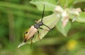 A Red-brown Longhorn Beetle Stictoleptura rubra perched on a leaf. Royalty Free Stock Photo