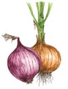 Red and brown onion Allium cepa drawing Royalty Free Stock Photo